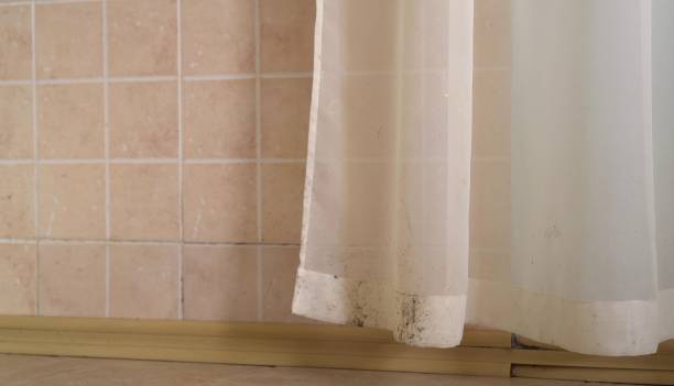 Best Environmental Consulting for Mold Prevention  in Schenectady, NY