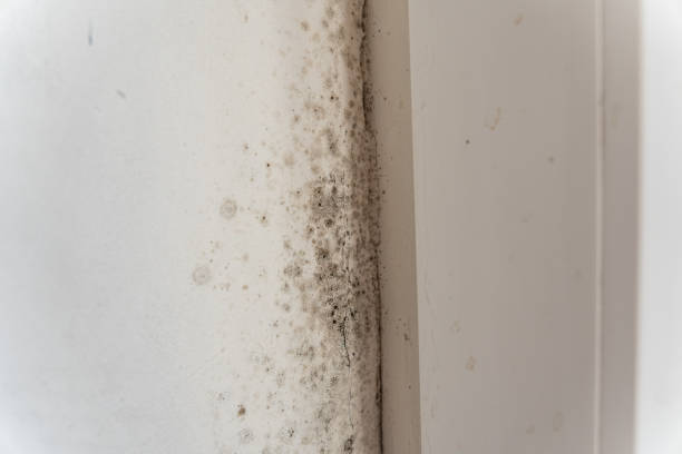 Best Mold Damage Restoration  in Schenectady, NY